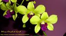 Dendrobium Burana Green Star