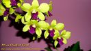 Dendrobium Burana Green Star