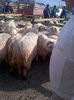 IMG-20131110-00918