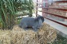 SAM_0980