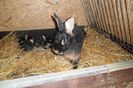 SAM_0994