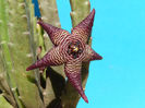 Stapelia cedrimontana