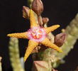 Stapelia flavopurpurea