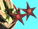 Stapelia longipedicelata