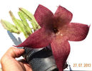 Stapelia grandiflora