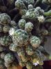 mammillaria 02