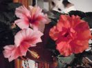 DSCF1671