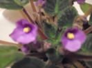 Albastru deschis