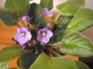 Albastru deschis