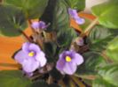 Albastru deschis