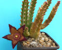 Stapelia montana