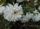 crizantema  alba