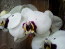 21473540_BGFRZQLIA