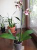Vanduta.Phalaenopsis cu petale smecheroase 5flori mari si boboci,  25 lei