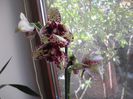 Aceeasi Phalaenopsis cu petale  smechere