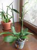 Vanduta.Phalaenopsis  petale interesante,pret :20 lei