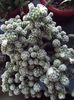 mammillaria 04