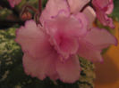Violete 69 - Fredette_s Risen Star