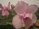Violete 73 - Fredette_s Risen Star