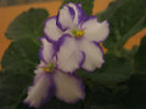 Violete 75
