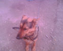 Imag003