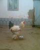 Imag005