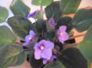 Albastru deschis