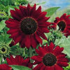 Floarea soarelui Velvet Queen..