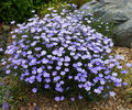 Linum perenne- In decorativ