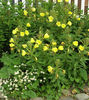 Luminita noptii -Oenothera_biennis ,.