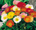 Mac island -papaver nudicaule