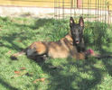 catei 25.1024