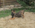 femela- 4 luni (freud of Braveheart Oradinum & Greta of Braveheart Oradinum)