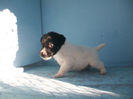 Pui foxterrier