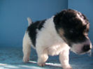 Pui foxterrier