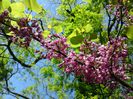 arborele iudei (Judas tree) 3