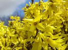 forsythia 2