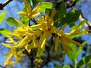 forsythia 4