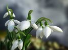 ghiocei (snowdrops)