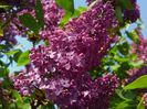 liliac (lilac) 2