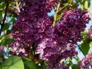 liliac (lilac)