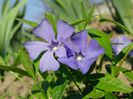 perivinca (periwinkle)