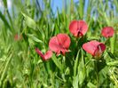 sângele voinicului (sweet pea)