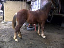 8 luni