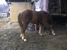 8luni