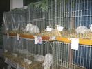 ausstellung_nov13_ 053