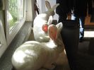 ausstellung_nov13_ 111