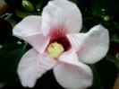 multe flori frumoase