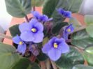 Albastru deschis