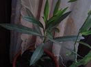 leandru de la cornelia79